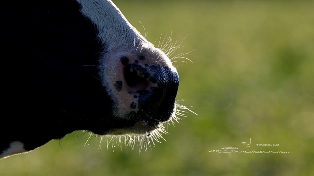 vache