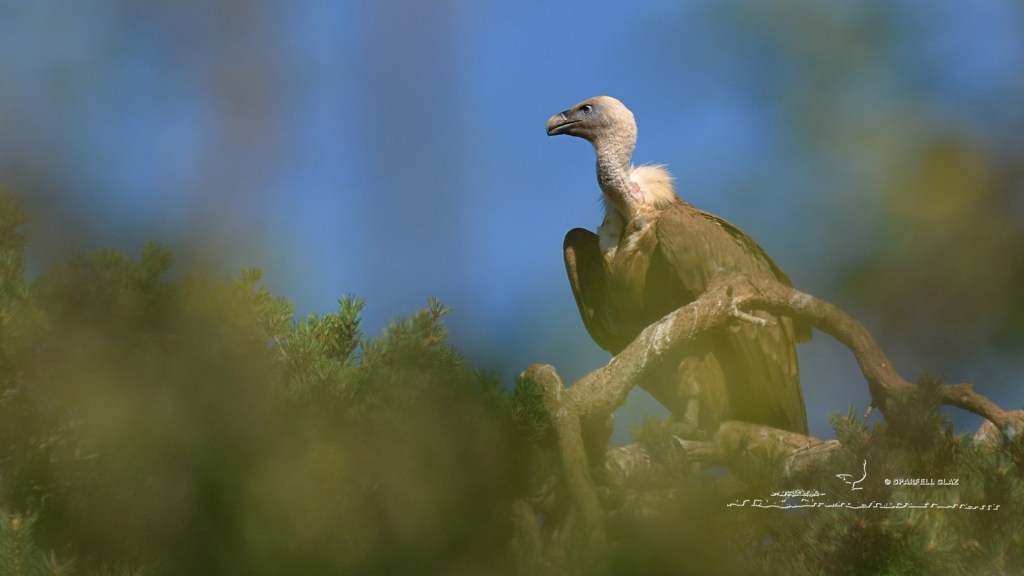 vautour fauve adulte perché sur un pin