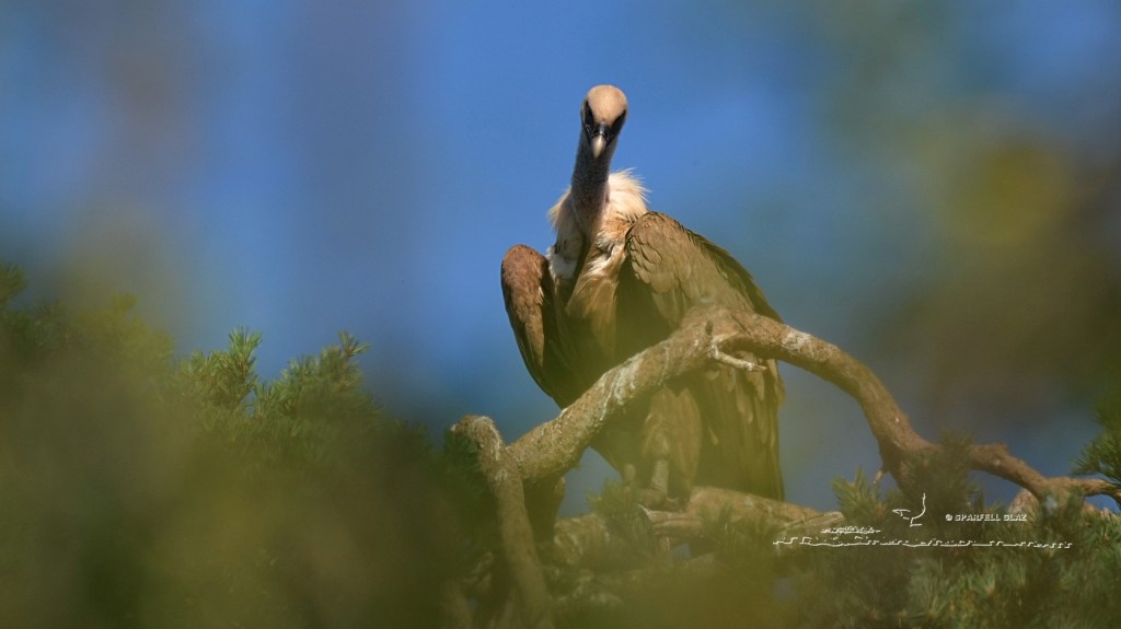 vautour fauve adulte perché