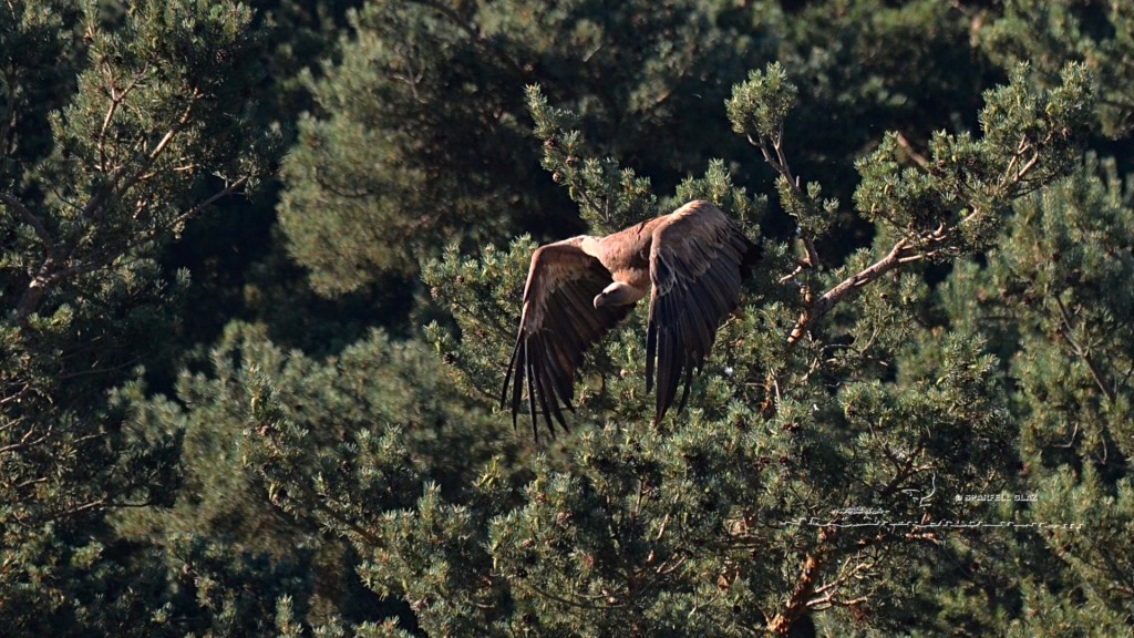 envol d'un vautour fauve immature