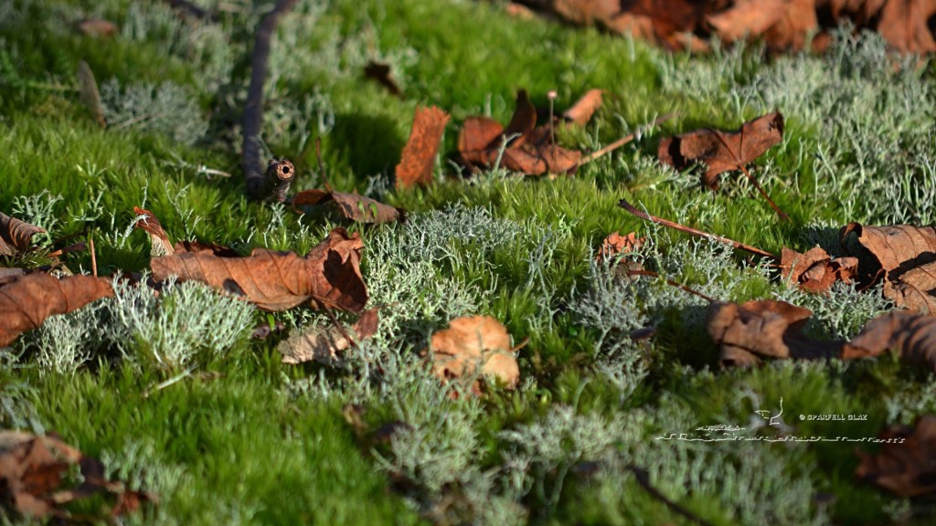 mousses et lichens, feuilles mortes