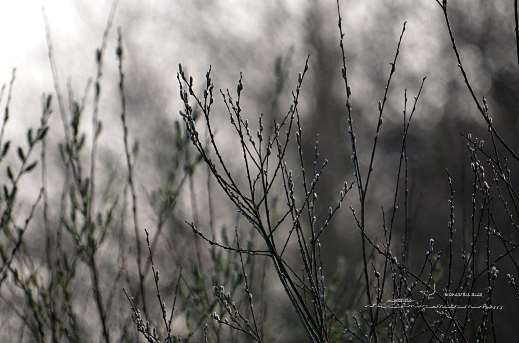 saule marsault
