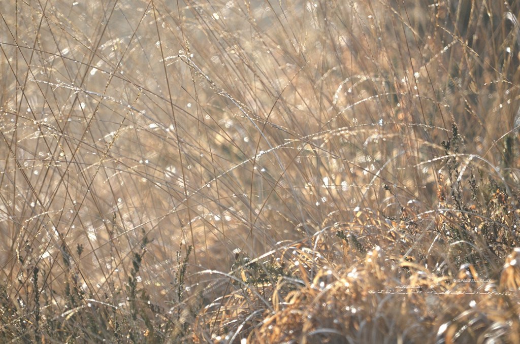 herbes sèches, marais