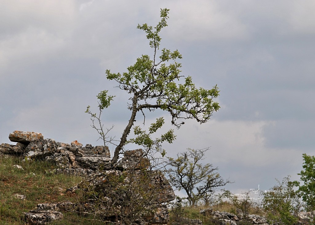 arbre, Causse Méjean