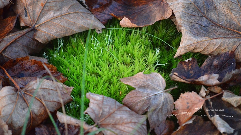 sphaignes, feuilles mortes