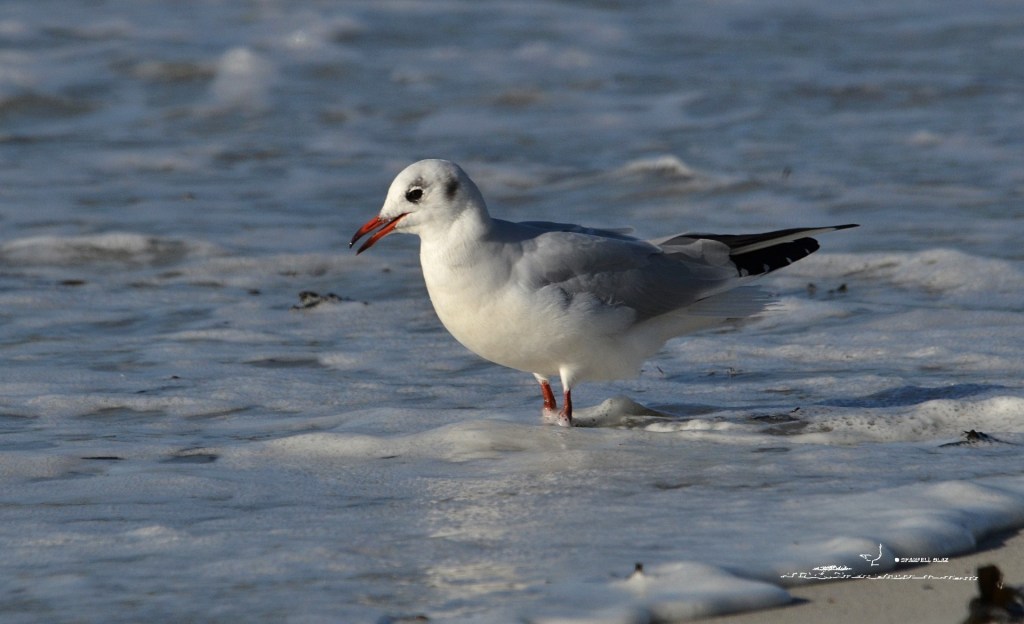 364 - Mouette rieuse