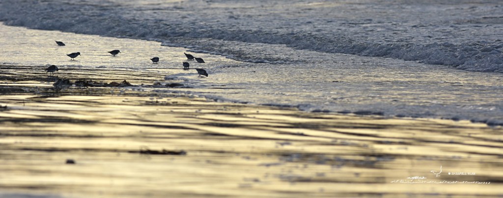368 - Bécasseaux sanderlings