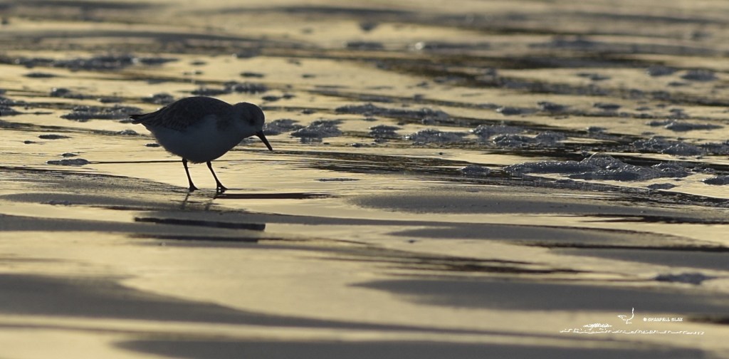 368 - Bécasseaux sanderlings