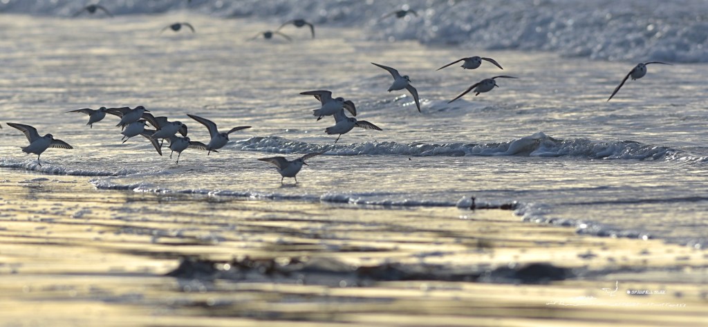 368 - Bécasseaux sanderlings