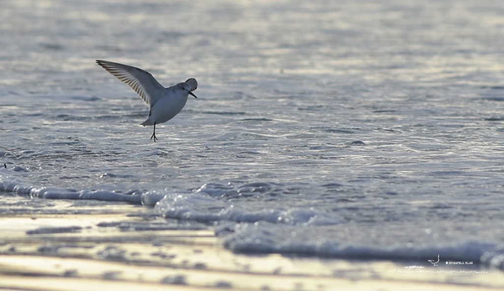 368 - Bécasseaux sanderlings