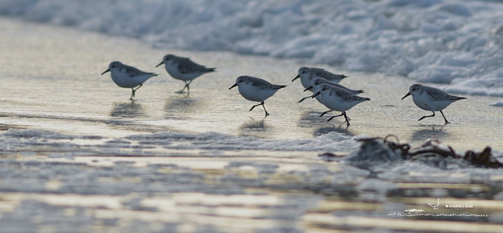 368 - Bécasseaux sanderlings