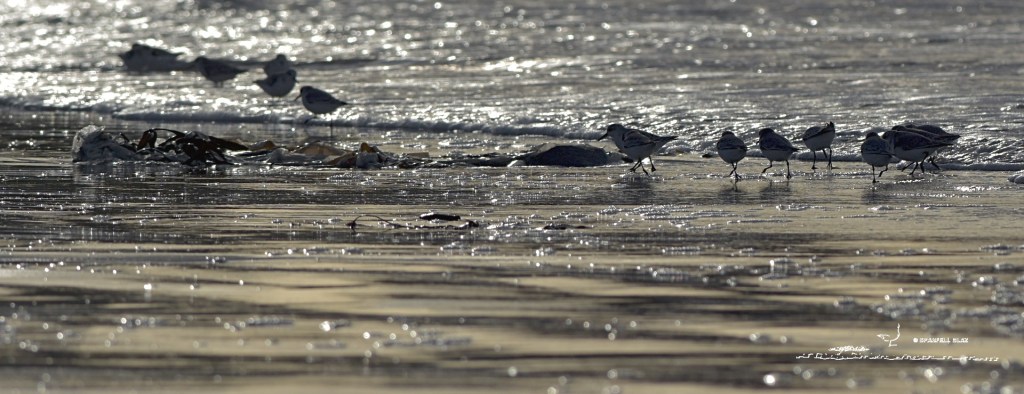 368 - Bécasseaux sanderlings