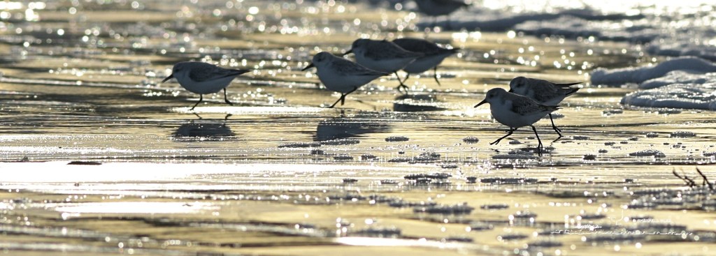 368 - Bécasseaux sanderlings