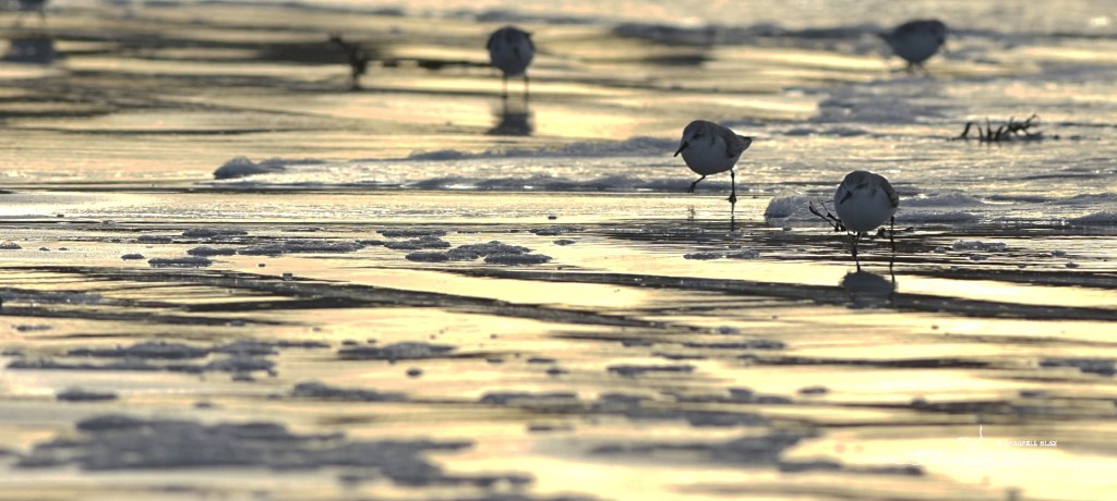 368 - Bécasseaux sanderlings