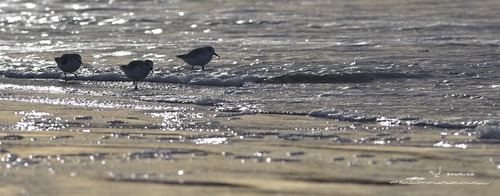 368 - Bécasseaux sanderlings