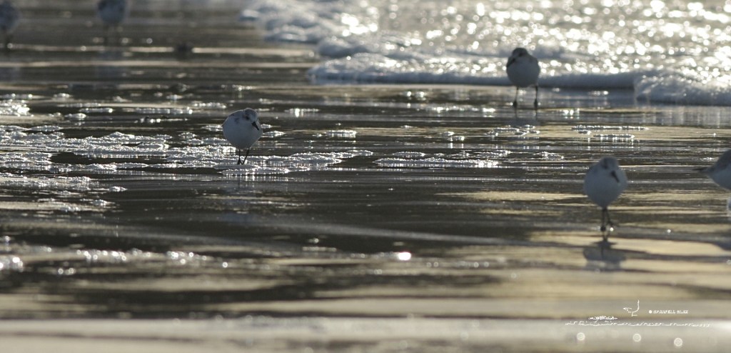 368 - Bécasseaux sanderlings
