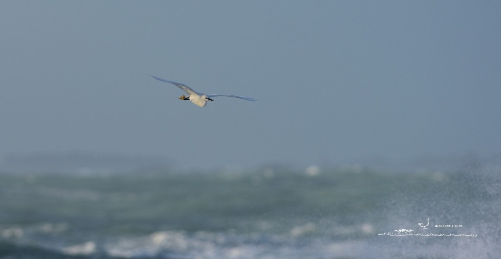 371 - Aigrette garzete