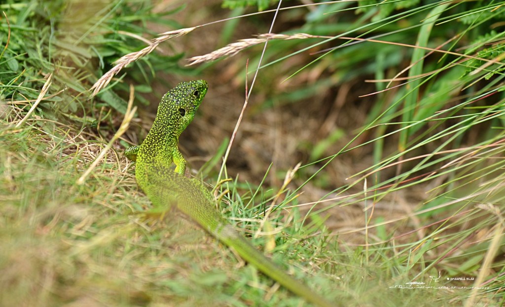 372 - Lézard à deux bandes