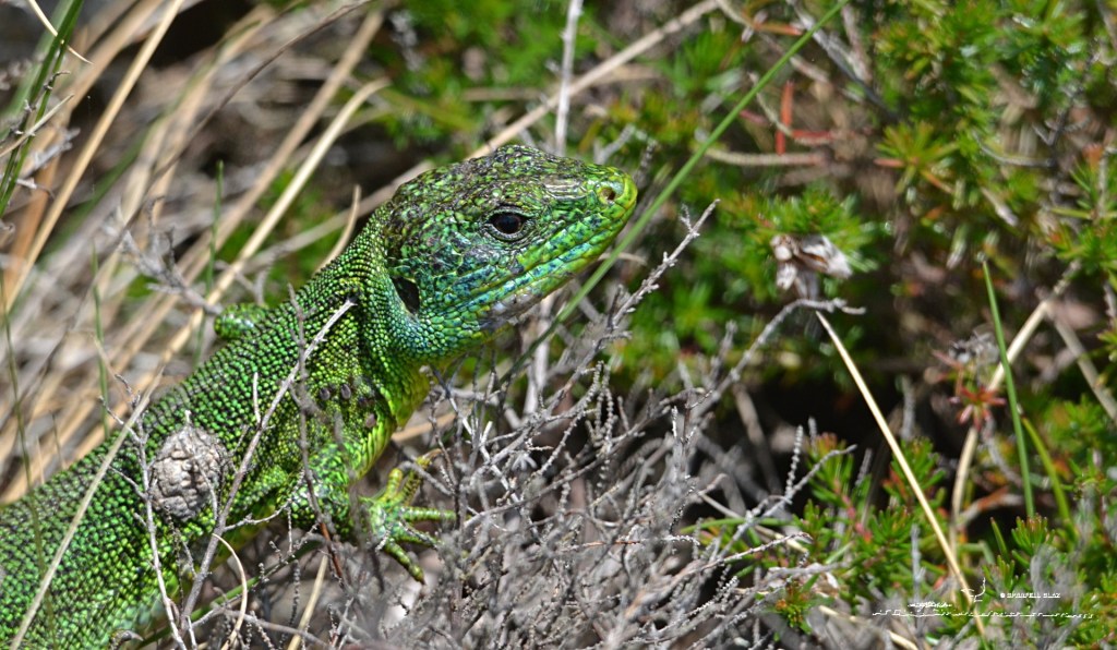 372 - Lézard à deux bandes