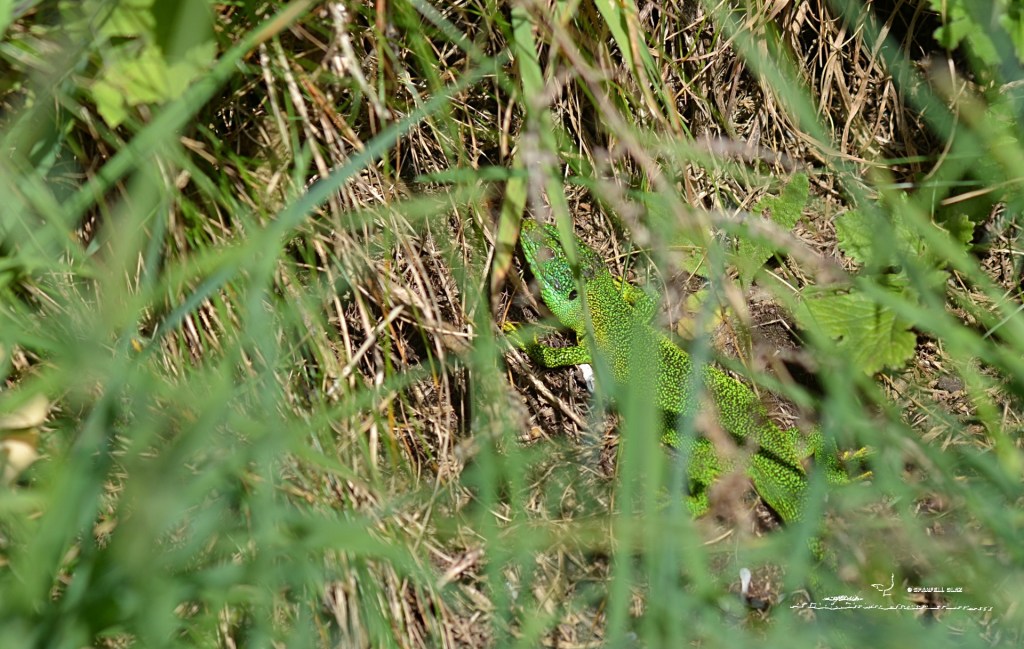 372 - Lézard à deux bandes
