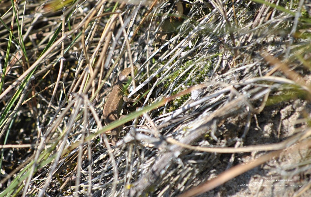 372 - Lézard à deux bandes