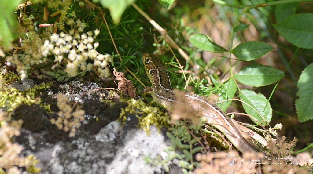 372 - Lézard à deux bandes