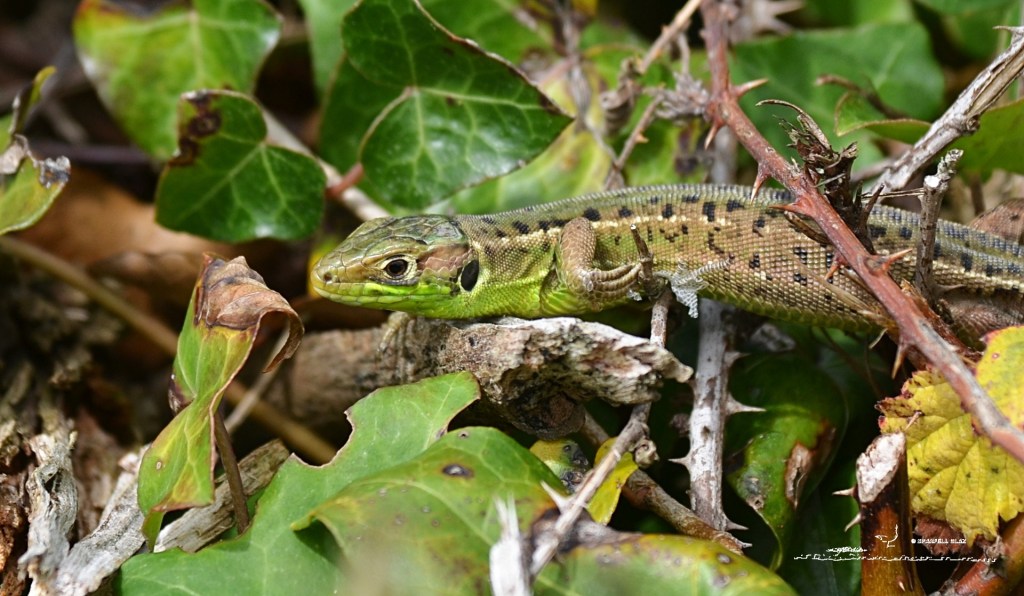 372 - Lézard à deux bandes