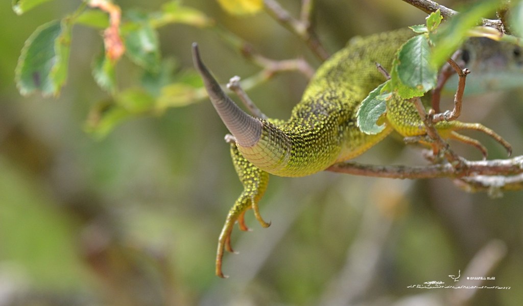 372 - Lézard à deux bandes