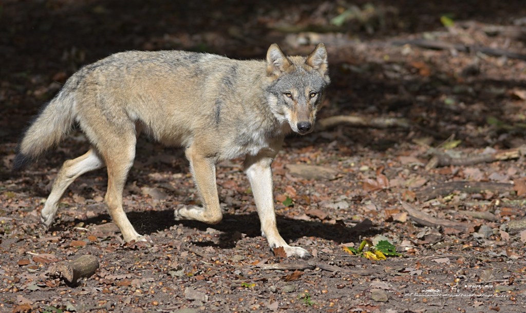 373 - Loup gris