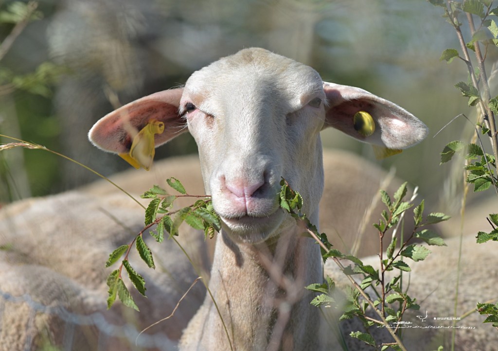 373 - Mouton