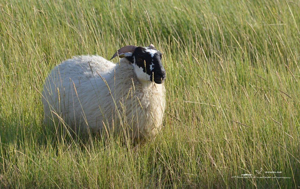 373 - Mouton