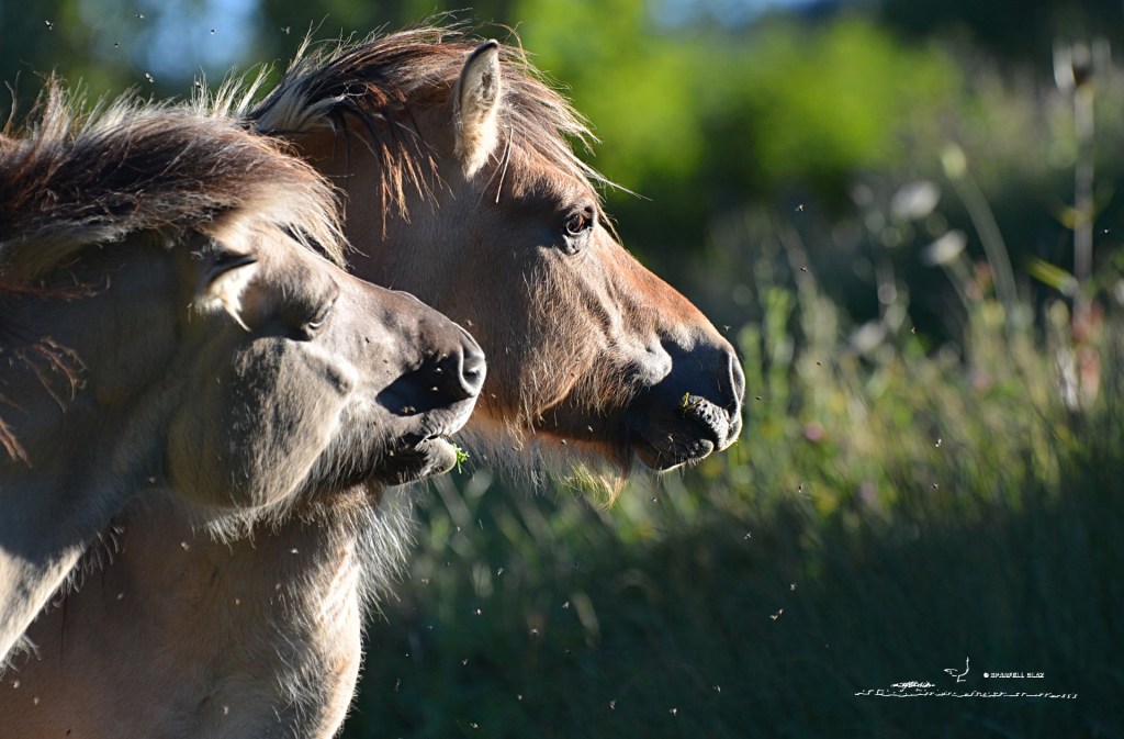 373 - Cheval