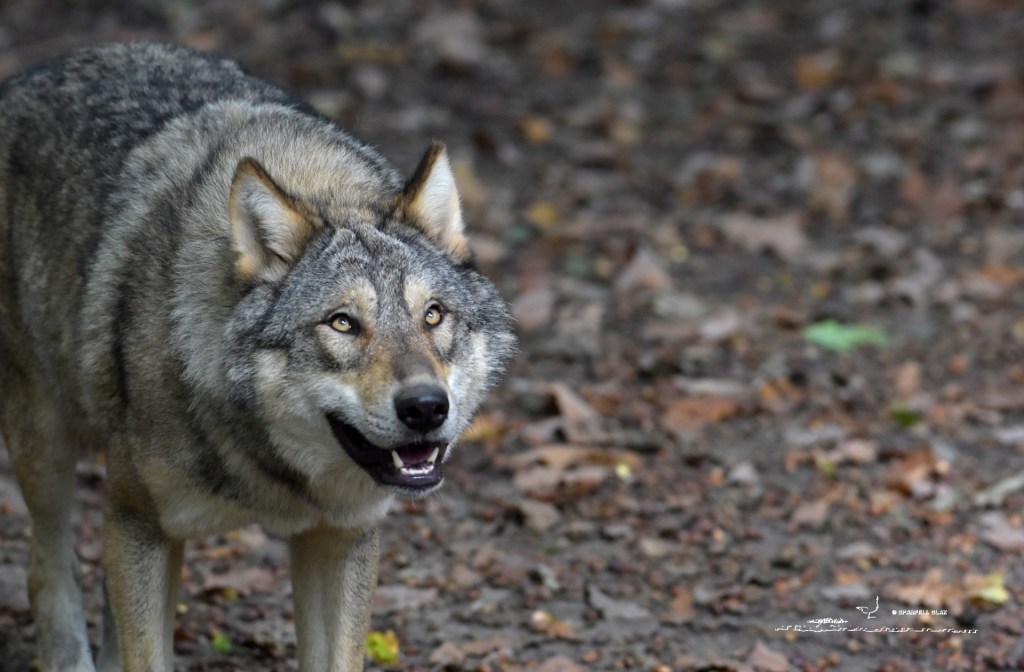 373 - Loup gris