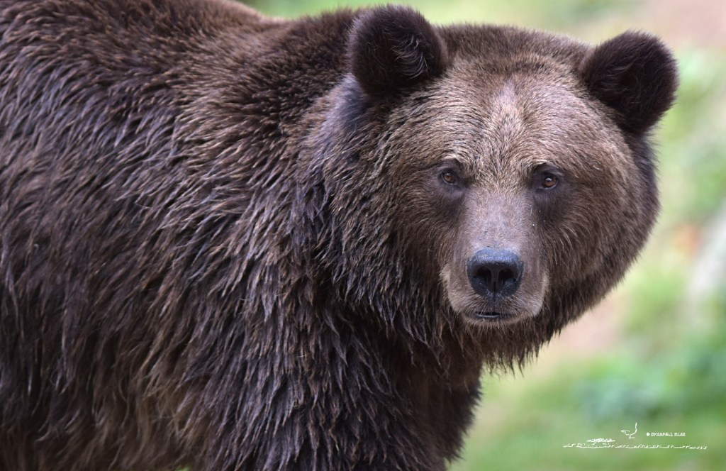 Ours brun