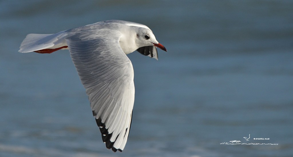 379 - Mouette rieuse