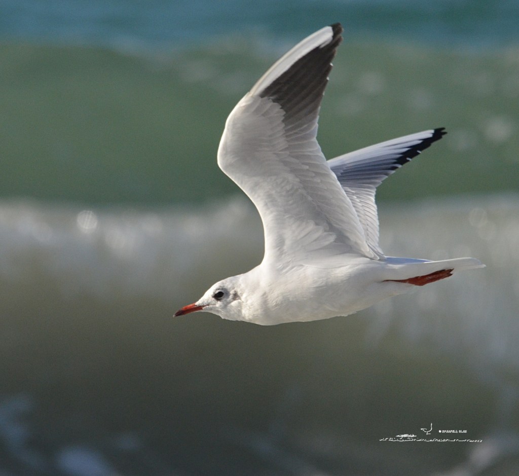 379 - Mouette rieuse