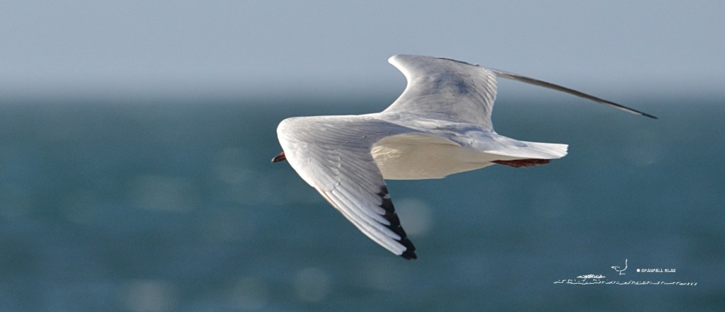 379 - Mouette rieuse