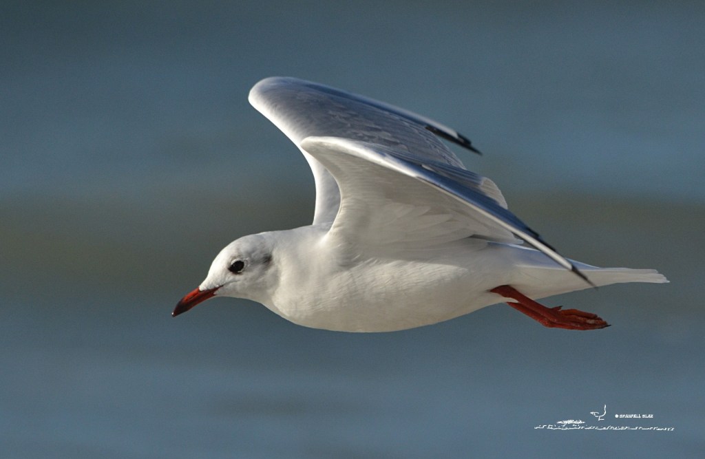 379 - Mouette rieuse
