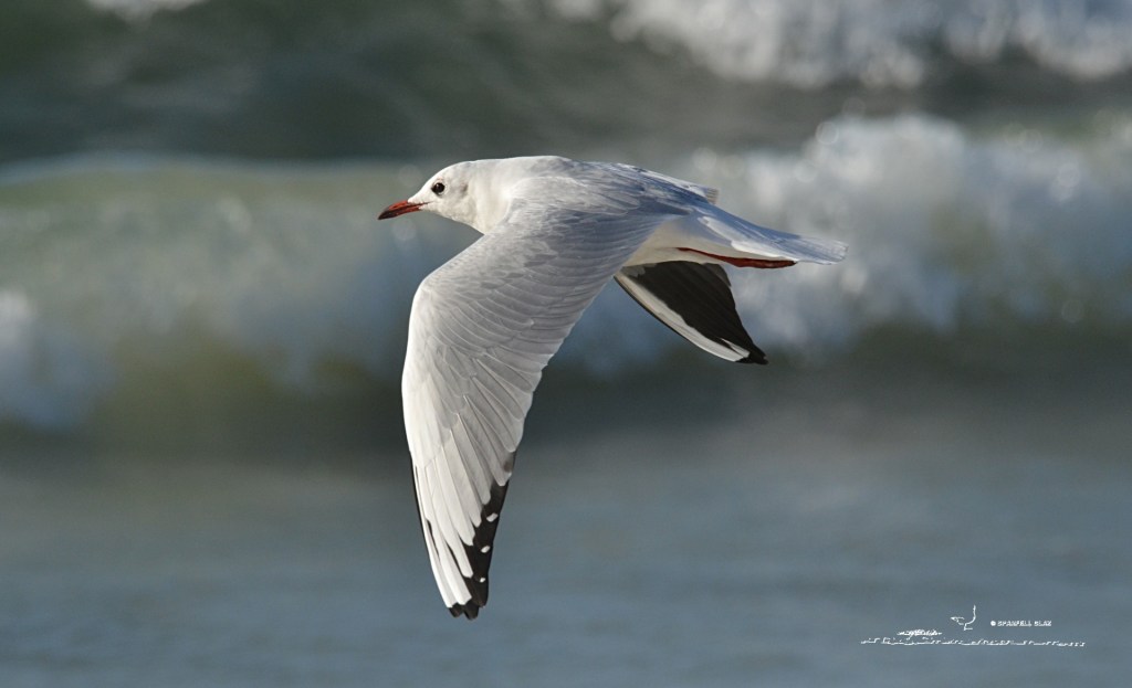 379 - Mouette rieuse