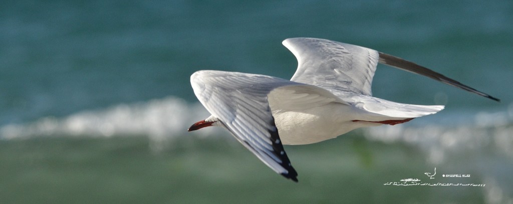 379 - Mouette rieuse