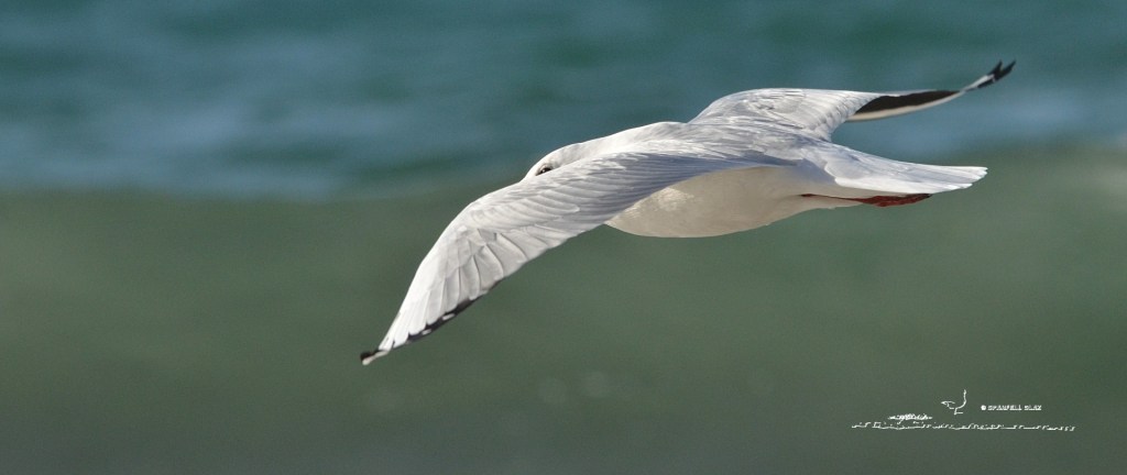 379 - Mouette rieuse