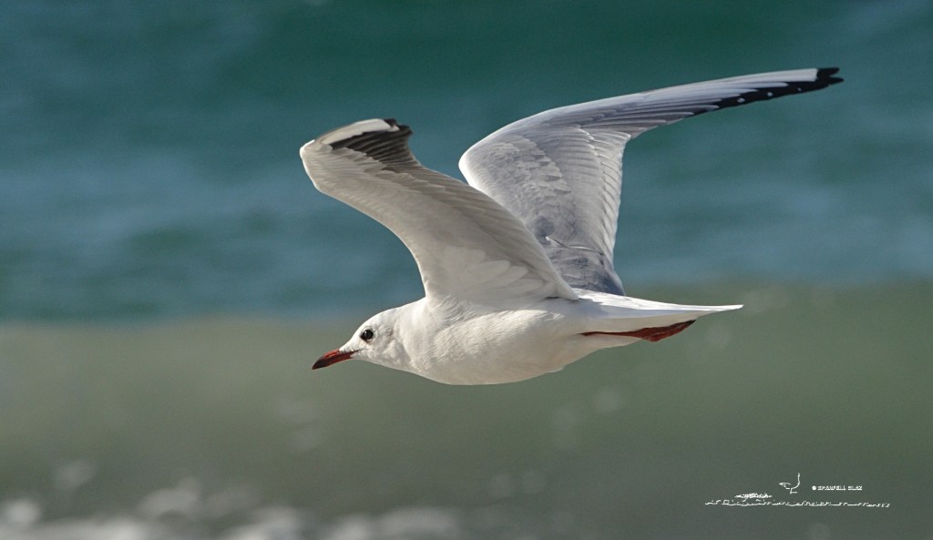 379 - Mouette rieuse