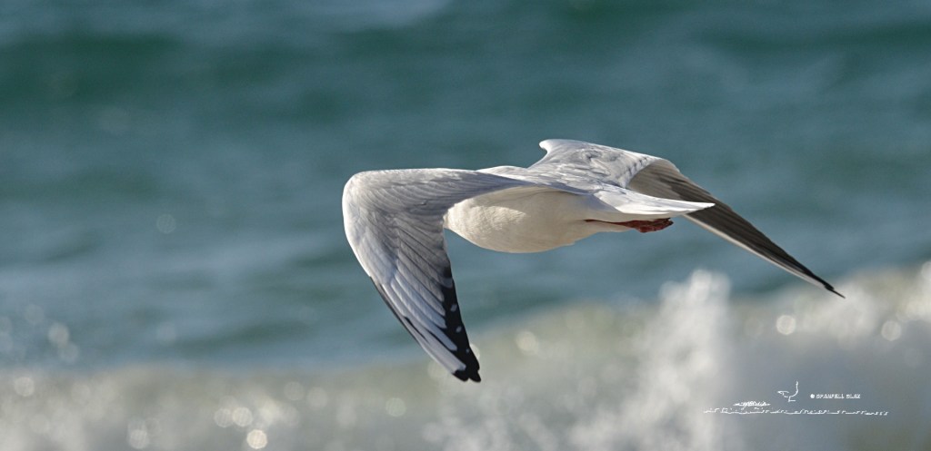 379 - Mouette rieuse