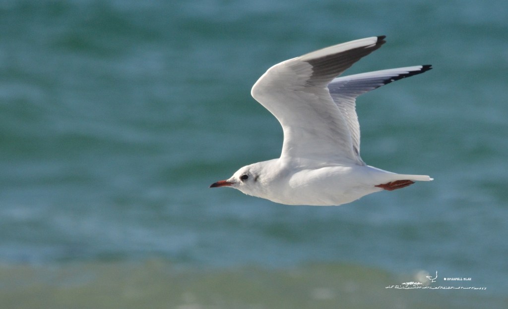 379 - Mouette rieuse