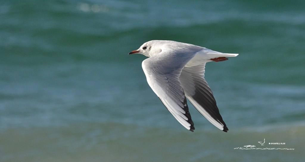 379 - Mouette rieuse