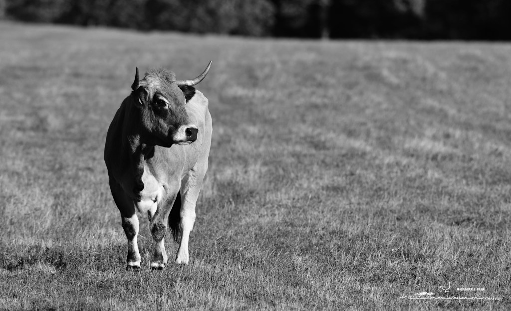 380 - Vache