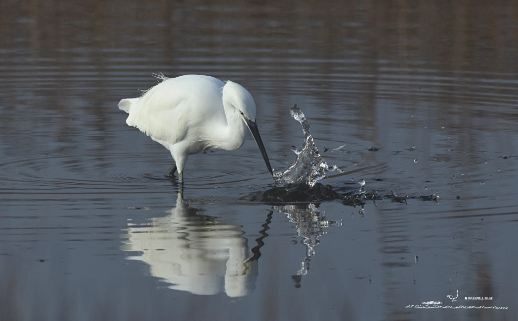 386 - Aigrette garzette