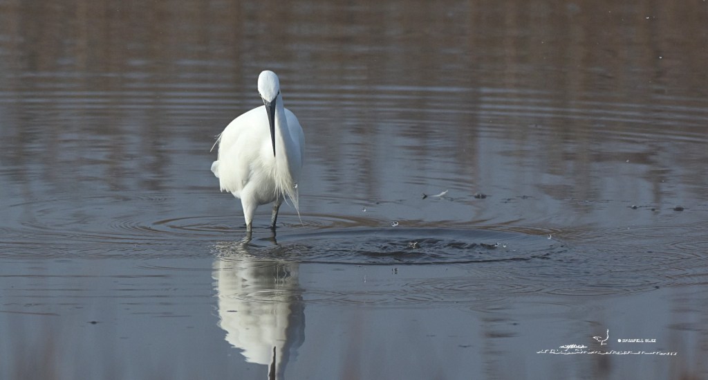 386 - Aigrette garzette