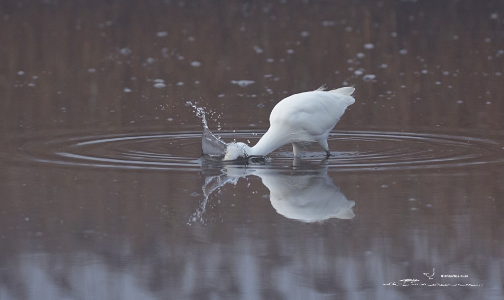 386 - Aigrette garzette