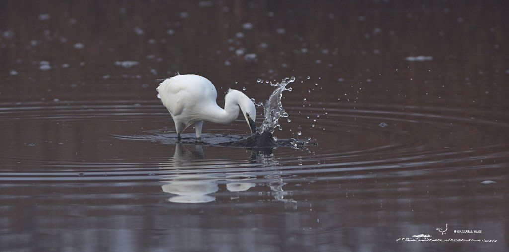 386 - Aigrette garzette